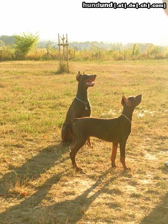 Dobermann ILENA und Jason