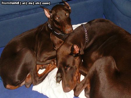 Dobermann Ilena und Jason beim kuscheln