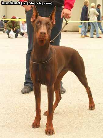 Dobermann ILENA vom grünen Tann mit 9Monaten