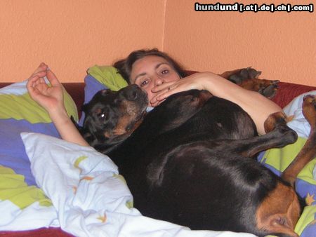 Dobermann Leider bin ich etwas dick geraten((17Jahre))