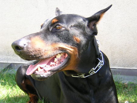 Dobermann Tyson - de lábbaye des loups (F) raised in D - R.I.P.