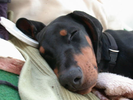 Dobermann Carlito, my best!