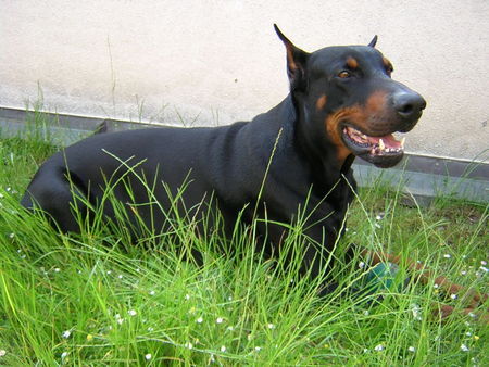 Dobermann Tyson - de lábbaye des loups (F) raised in D - R.I.P.