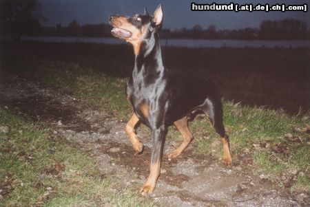 Dobermann