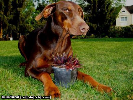 Dobermann Der Sempswächter