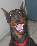 Dobermann Adoptierte Dobermann Dame 'Farrah' lernte zu lachen...