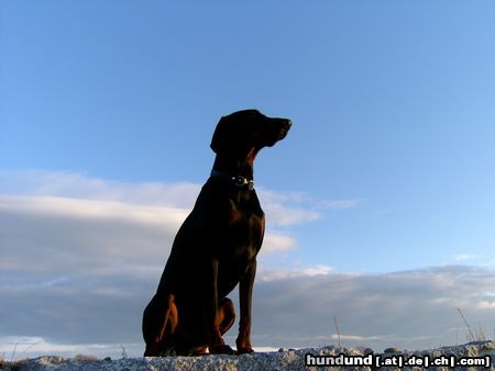 Dobermann einfach schön