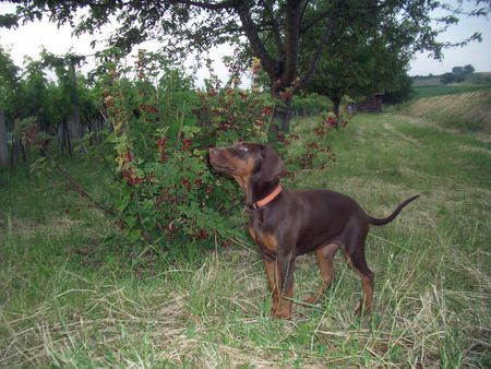 Dobermann meine süße Caramel of falling angels  mit 4 Monaten