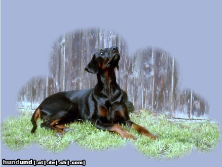 Dobermann Sammy auf Wolke 001