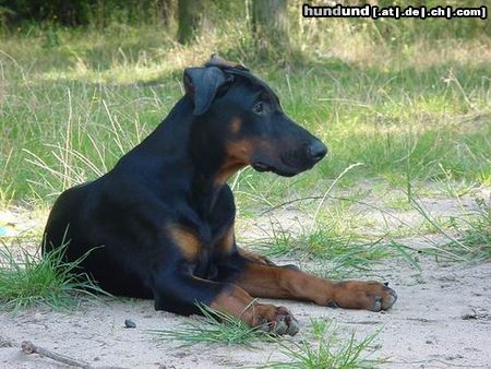 Dobermann Dimen Daker 3 monate