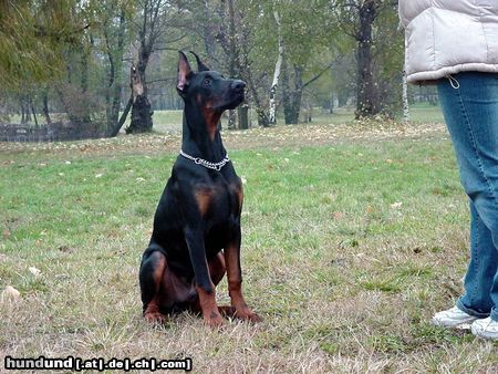 Dobermann Dimen Daker 5 monate