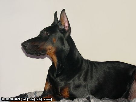 Dobermann Dimen Daker 8 monate