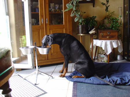 Dobermann Man frißt im Sitzen!