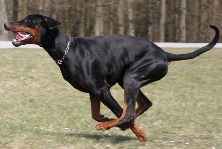 Dobermann Falco von Nemesis