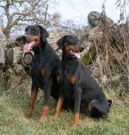 Dobermann ...immer dieses stillsitzen....