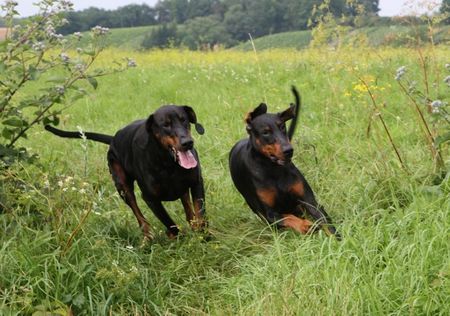 Dobermann ...ab geht die Post....