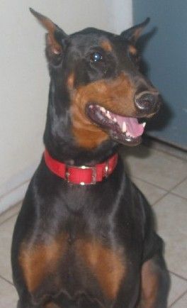 Dobermann Adoptierte Dobermann Dame \'Farrah\' lernte zu lachen...