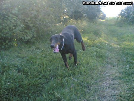 Dobermann zak aus kroatien