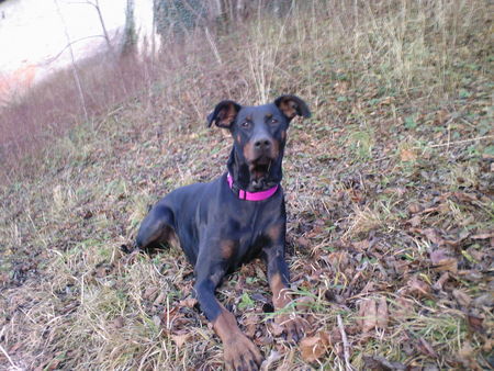 Dobermann Zeus