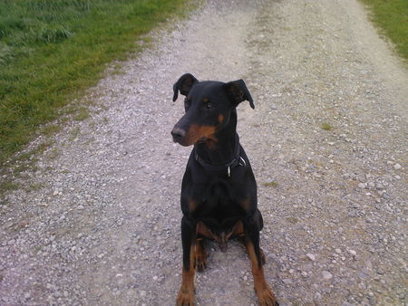 Dobermann Zeus