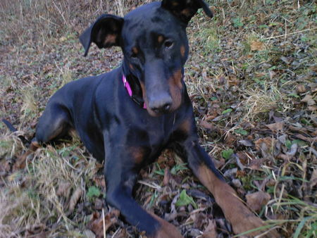 Dobermann Zeus