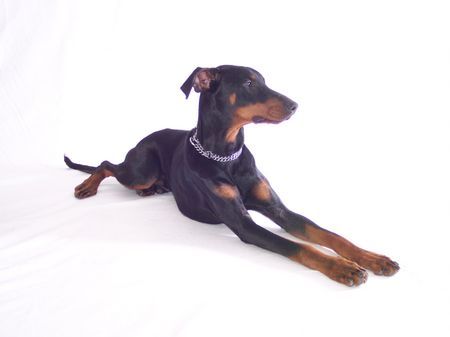 Dobermann