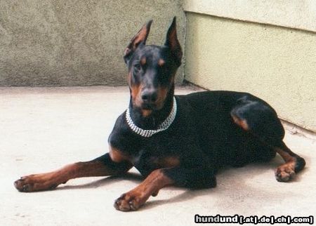 Dobermann Aaron 8 Monate alt