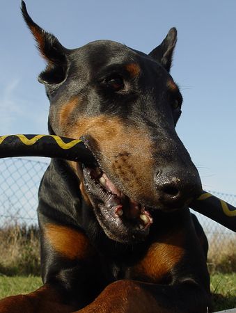 Dobermann Kampf mit der wehrhaften 