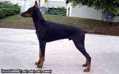 Dobermann Gino Gerome di casa shirak 7 Monate