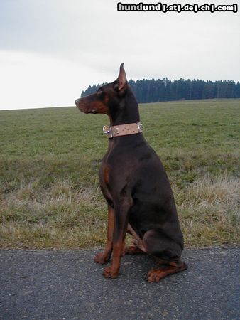 Dobermann mein Schatz