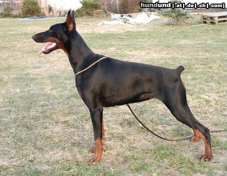 Dobermann HACIMA z Padoku 17 months old