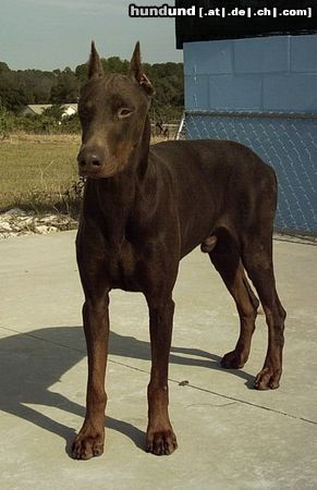 Dobermann