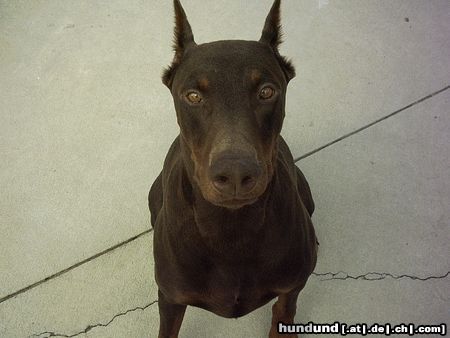 Dobermann