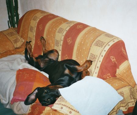 Dobermann Hawk mit Schwester Hiska