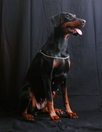 Dobermann Helena von Nemesis