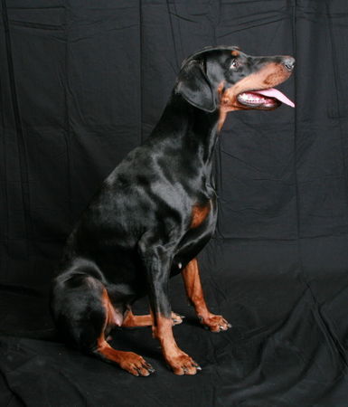 Dobermann Helena von Nemesis