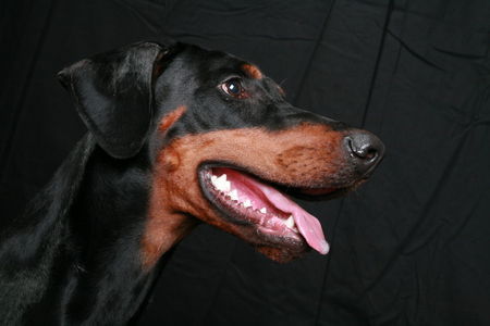 Dobermann Helena von Nemesis