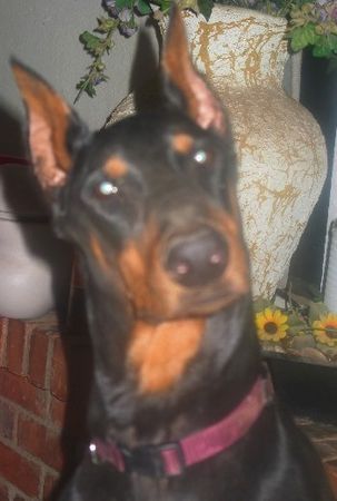 Dobermann Meine Farrah