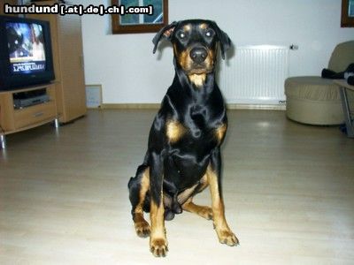 Dobermann Jerry