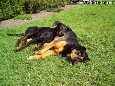 Dobermann nur noch 5 min. ....