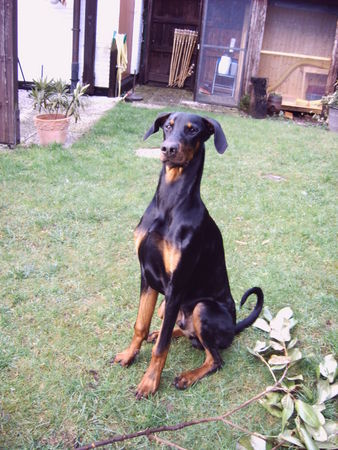 Dobermann