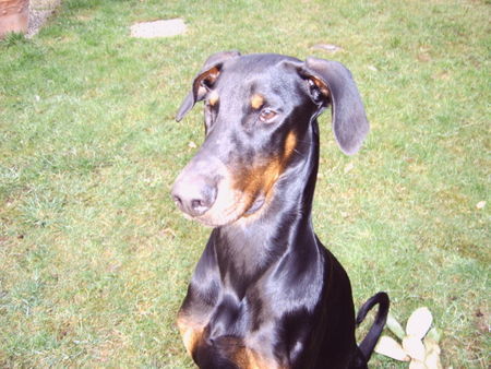 Dobermann