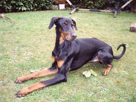 Dobermann