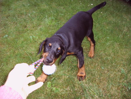 Dobermann