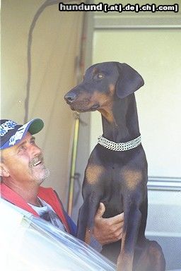 Dobermann Ich bin doch ein 