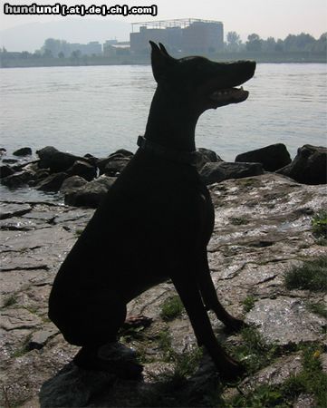 Dobermann