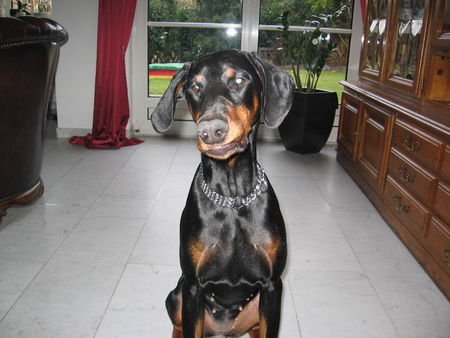 Dobermann Kessy