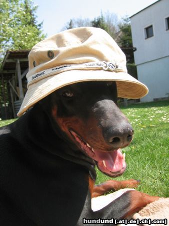 Dobermann