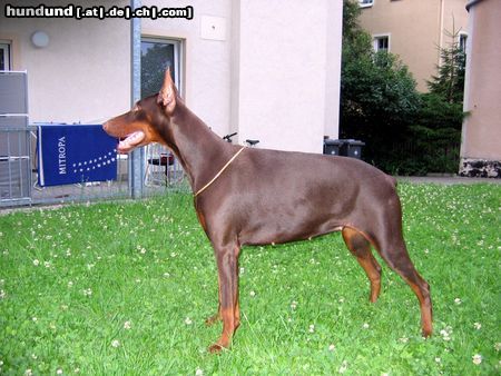 Dobermann Haga Bene Meritus, 1 Jahr