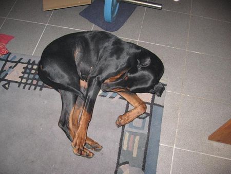 Dobermann Kessy